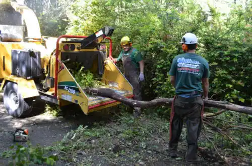 tree services Phoenix Lake